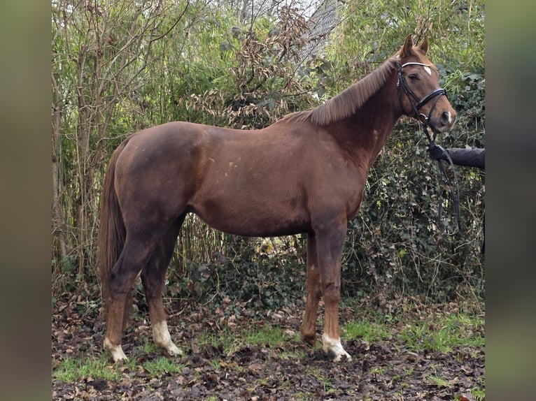 Weitere Warmblüter Wallach 9 Jahre 165 cm Dunkelfuchs in Wachtendonk