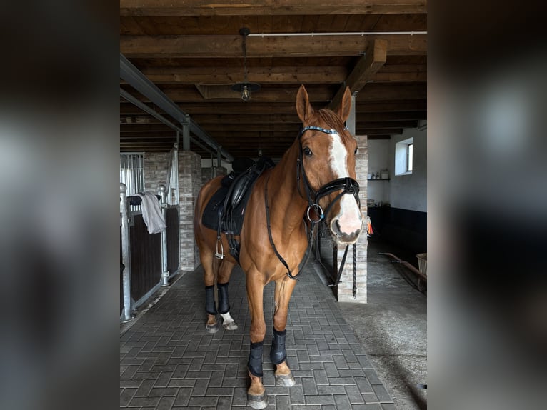 Weitere Warmblüter Wallach 9 Jahre 165 cm Fuchs in Dülmen