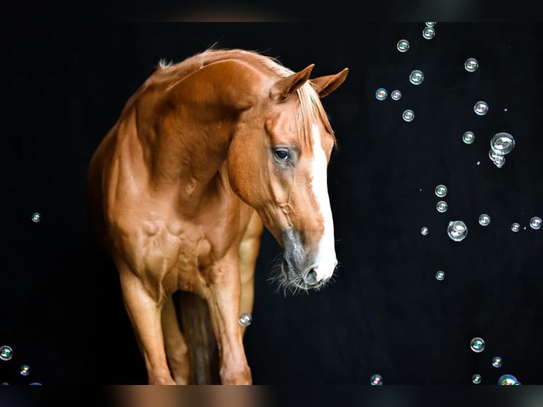 Weitere Warmblüter Wallach 9 Jahre 165 cm Fuchs in Dülmen