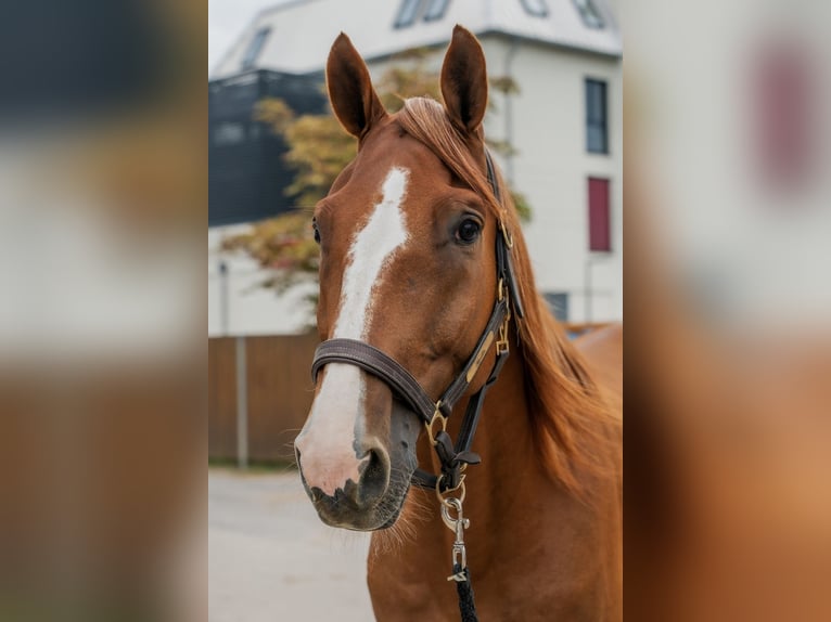 Weitere Warmblüter Wallach 9 Jahre 165 cm Fuchs in Dülmen