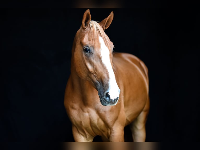 Weitere Warmblüter Wallach 9 Jahre 165 cm Fuchs in Dülmen