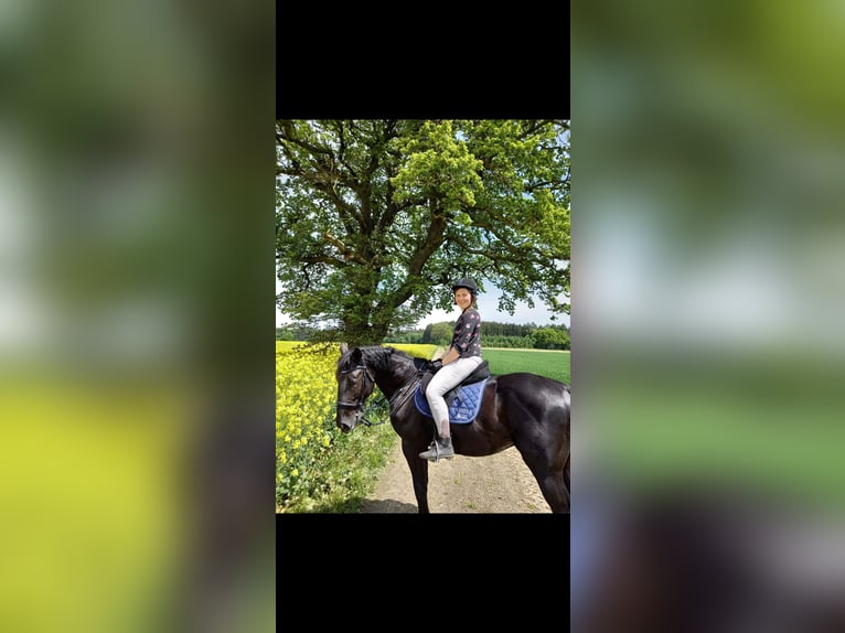 Weitere Warmblüter Wallach 9 Jahre 165 cm Rappe in Steindorf