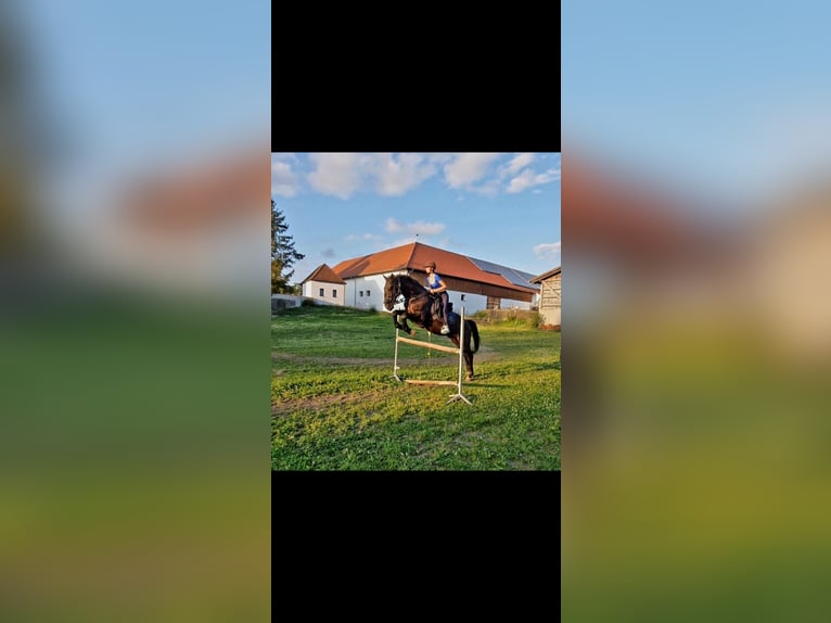 Weitere Warmblüter Wallach 9 Jahre 165 cm Rappe in Steindorf