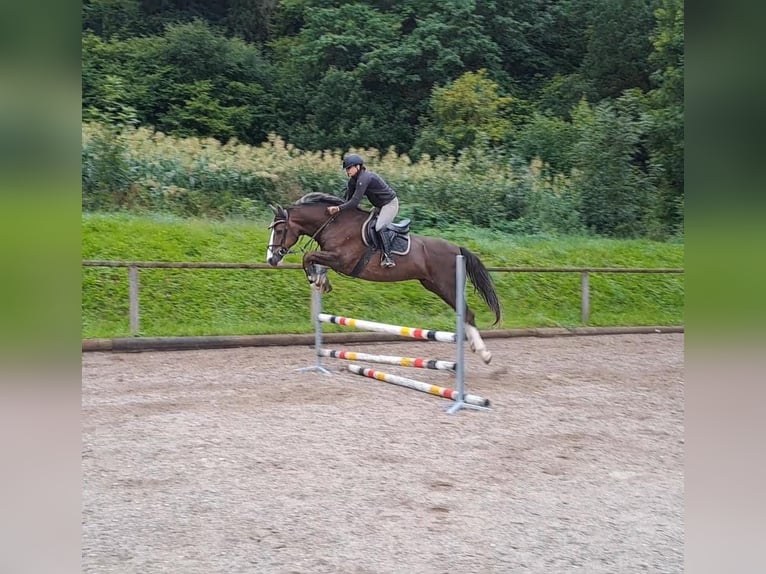 Weitere Warmblüter Wallach 9 Jahre 166 cm Fuchs in Wellheim