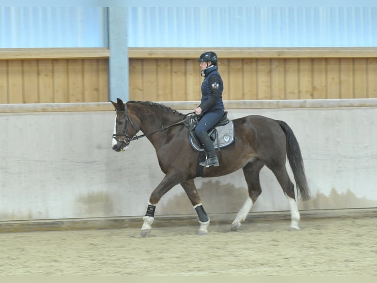 Weitere Warmblüter Wallach 9 Jahre 167 cm Dunkelfuchs in Wellheim
