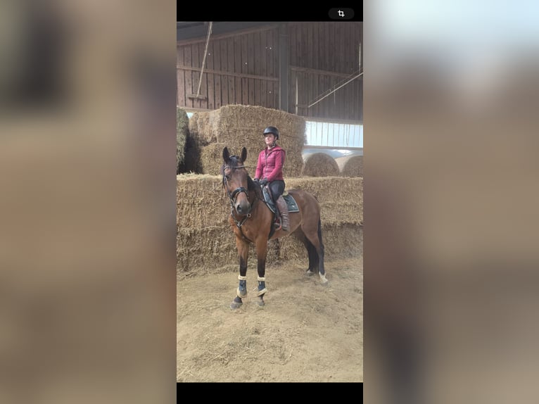 Weitere Warmblüter Wallach 9 Jahre 168 cm Brauner in Pelmberg