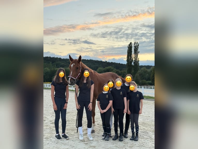 Weitere Warmblüter Wallach 9 Jahre 168 cm Fuchs in Bad blumau