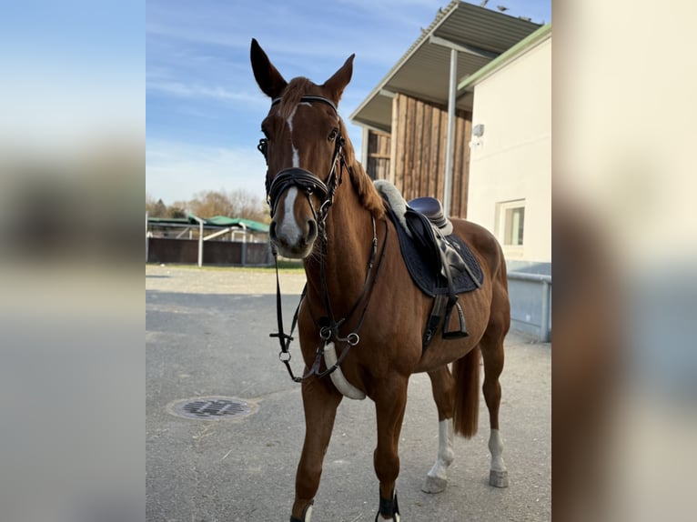 Weitere Warmblüter Wallach 9 Jahre 168 cm Fuchs in Bad blumau