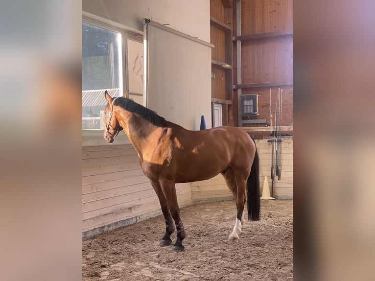 Weitere Warmblüter Mix Wallach 9 Jahre 170 cm Rotbrauner in Ljubljana