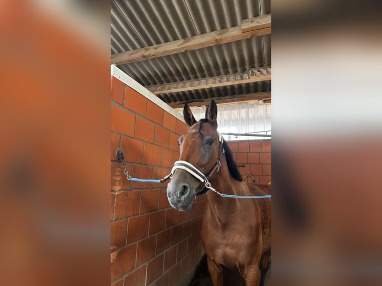 Weitere Warmblüter Mix Wallach 9 Jahre 173 cm Brauner in Büsumer Deichhausen