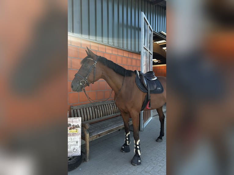 Weitere Warmblüter Mix Wallach 9 Jahre 173 cm Brauner in Büsumer Deichhausen