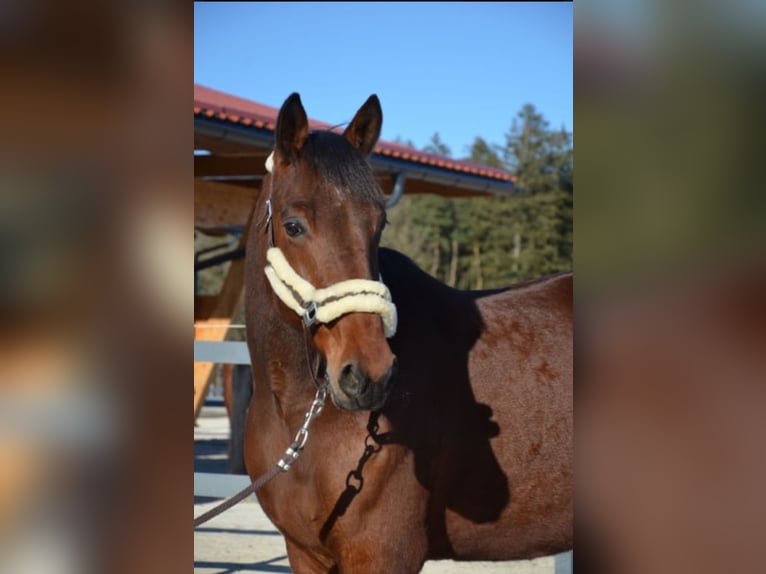 Weitere Warmblüter Mix Wallach 9 Jahre 173 cm Brauner in Büsumer Deichhausen