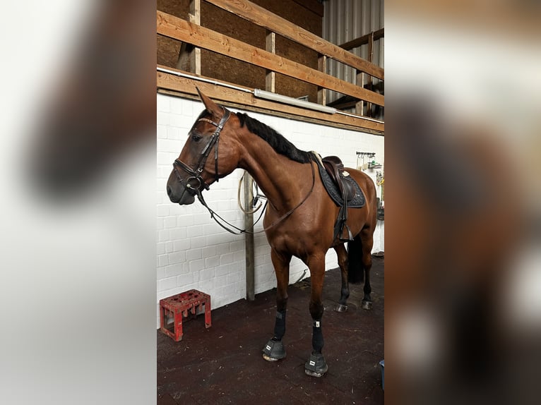 Weitere Warmblüter Mix Wallach 9 Jahre 173 cm Brauner in Büsumer Deichhausen