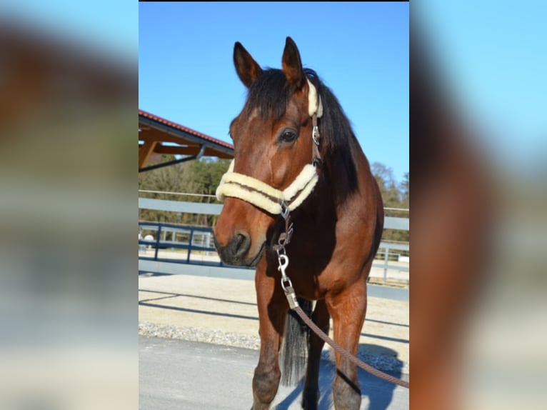 Weitere Warmblüter Mix Wallach 9 Jahre 173 cm Brauner in Büsumer Deichhausen