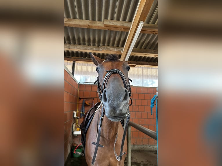 Weitere Warmblüter Mix Wallach 9 Jahre 173 cm Brauner in Büsumer Deichhausen