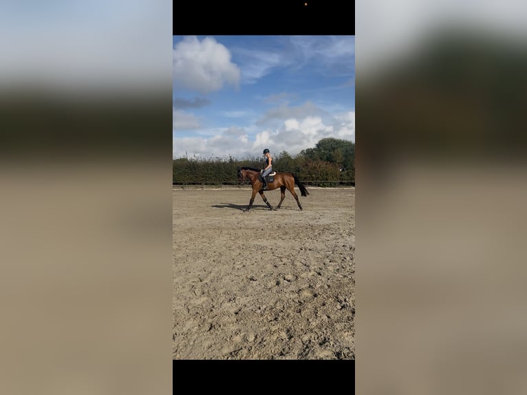 Weitere Warmblüter Mix Wallach 9 Jahre 173 cm Brauner in Büsumer Deichhausen