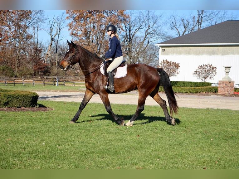 Weitere Warmblüter Wallach 9 Jahre 173 cm Rotbrauner in Highland MI