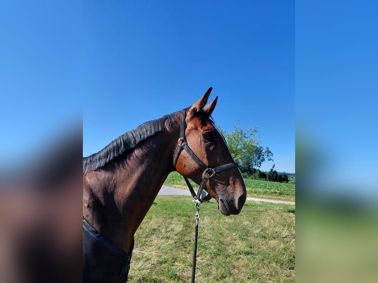 Weitere Warmblüter Wallach 9 Jahre 174 cm Brauner in Wartberg ob der Aist