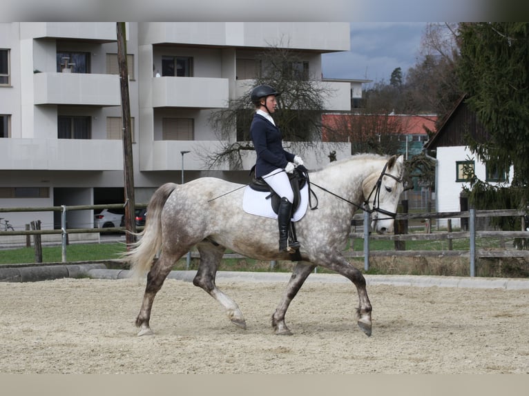 Weitere Warmblüter Wallach 9 Jahre 175 cm Apfelschimmel in Gössendorf