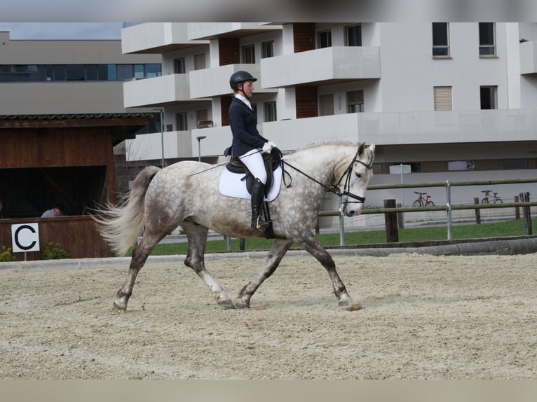 Weitere Warmblüter Wallach 9 Jahre 175 cm Apfelschimmel in Gössendorf