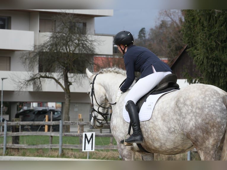 Weitere Warmblüter Wallach 9 Jahre 175 cm Apfelschimmel in Gössendorf