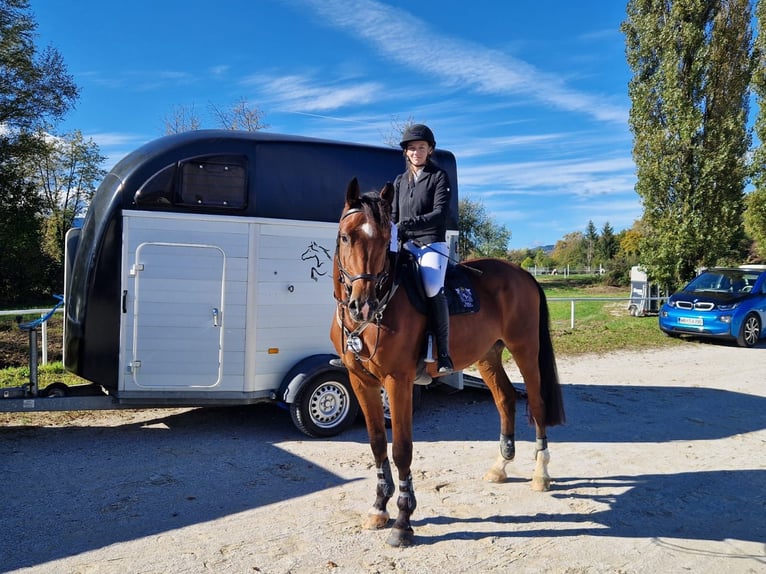 Weitere Warmblüter Wallach 9 Jahre 175 cm Brauner in Maribor