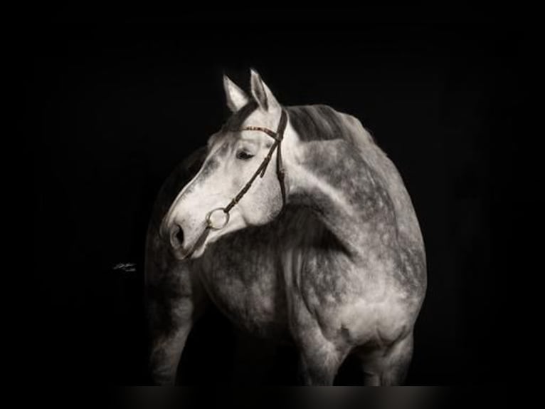 Weitere Warmblüter Wallach 9 Jahre 178 cm Schimmel in Horrenberg