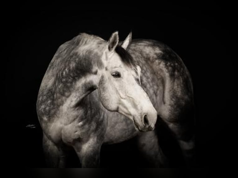 Weitere Warmblüter Wallach 9 Jahre 178 cm Schimmel in Horrenberg