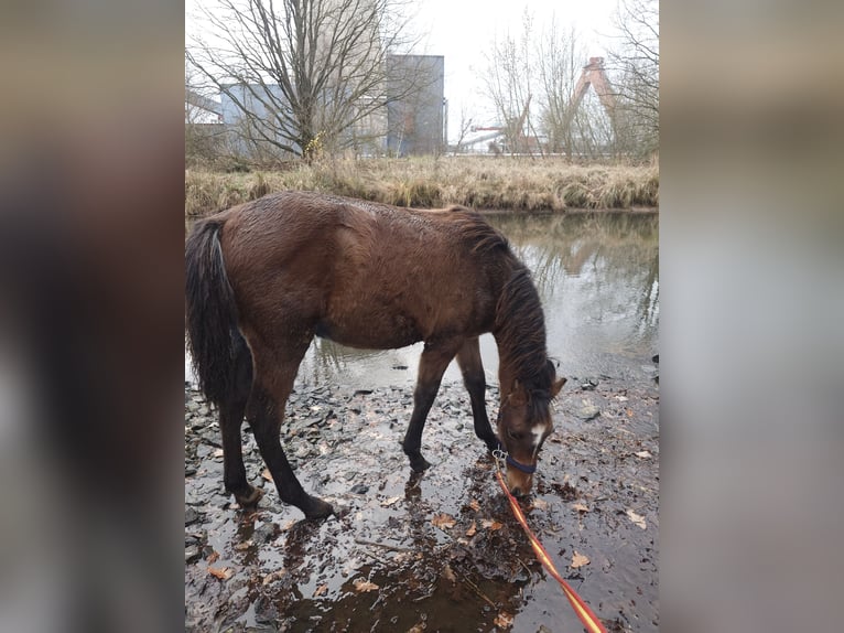 Weitere Warmblüter Mix Wallach Fohlen (04/2025) 155 cm Schimmel in Wolfsburg