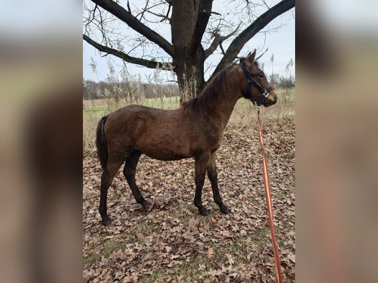 Weitere Warmblüter Mix Wallach Fohlen (04/2025) 155 cm Schimmel in Wolfsburg
