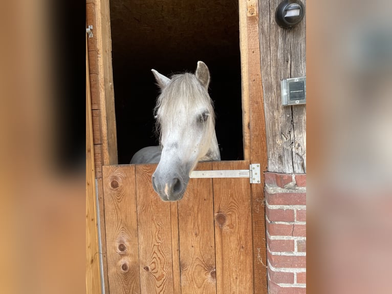 Welsh A (Mountain Pony) Gelding 10 years 11,2 hh Gray-Dapple in Nettetal