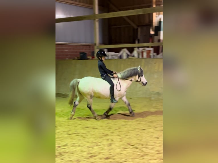 Welsh A (Mountain Pony) Gelding 10 years 11,2 hh Gray in Hanstedt