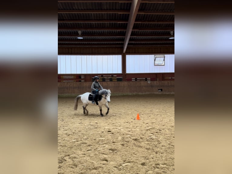 Welsh A (Mountain Pony) Gelding 10 years 11,2 hh Gray in Hanstedt