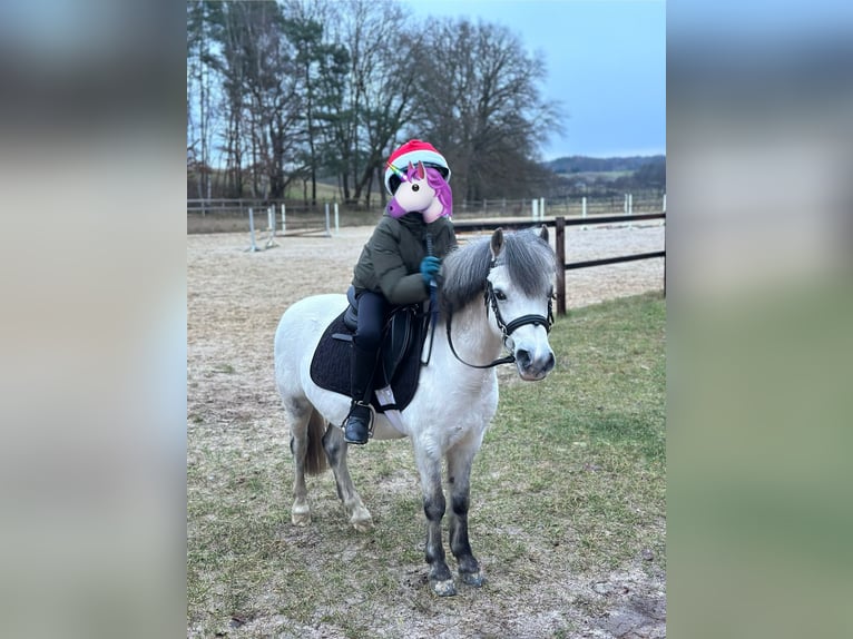 Welsh A (Mountain Pony) Gelding 10 years 11,2 hh Gray in Hanstedt