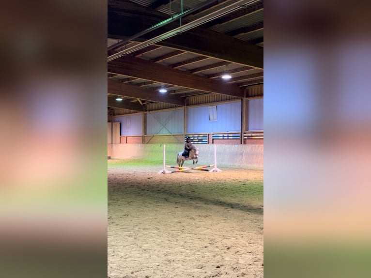 Welsh A (Mountain Pony) Gelding 10 years 11,2 hh Gray in Hanstedt