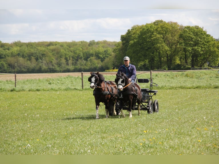 Welsh A (Mountain Pony) Gelding 10 years 11 hh Black in Krefeld