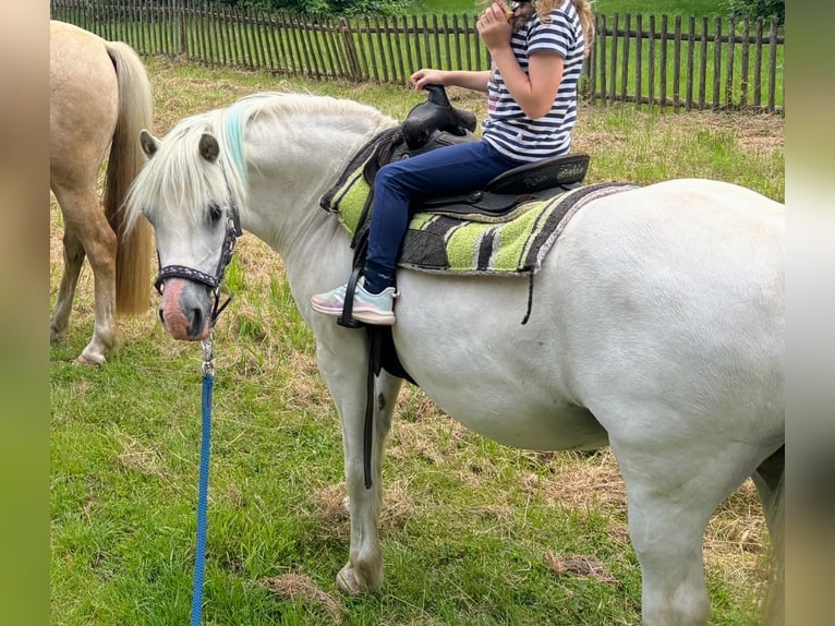 Welsh A (Mountain Pony) Gelding 11 years 10,3 hh Gray in Bochum