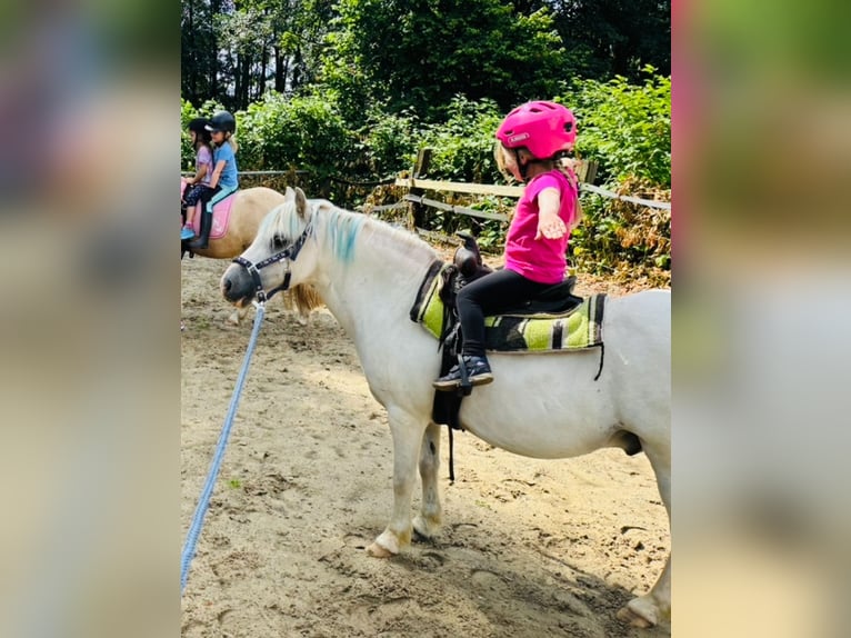 Welsh A (Mountain Pony) Gelding 11 years 10,3 hh Gray in Bochum