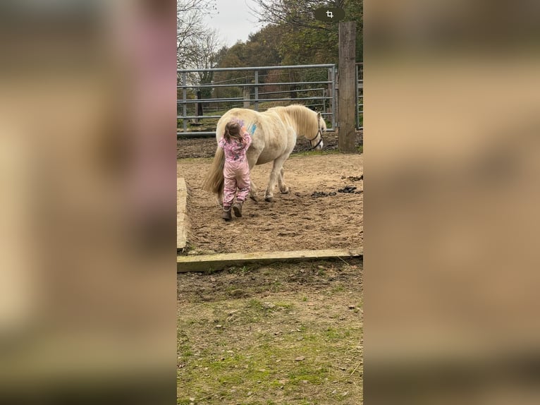 Welsh A (Mountain Pony) Gelding 11 years 10,3 hh Gray in Bochum