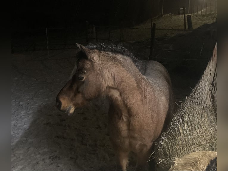 Welsh A (Mountain Pony) Gelding 11 years 11,1 hh Roan-Bay in Darscheid