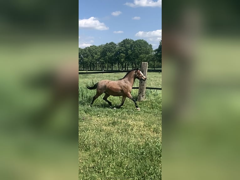 Welsh A (Mountain Pony) Gelding 11 years 11,1 hh Roan-Bay in Darscheid