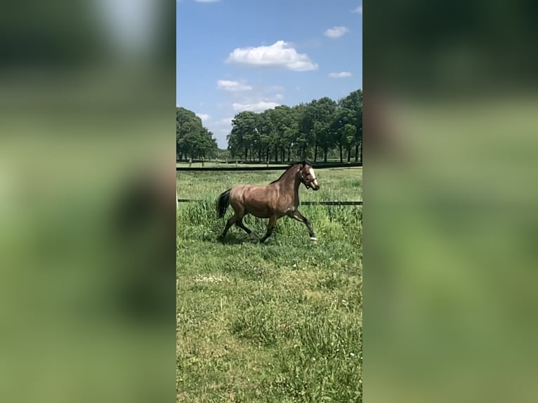 Welsh A (Mountain Pony) Gelding 11 years 11,1 hh Roan-Bay in Darscheid