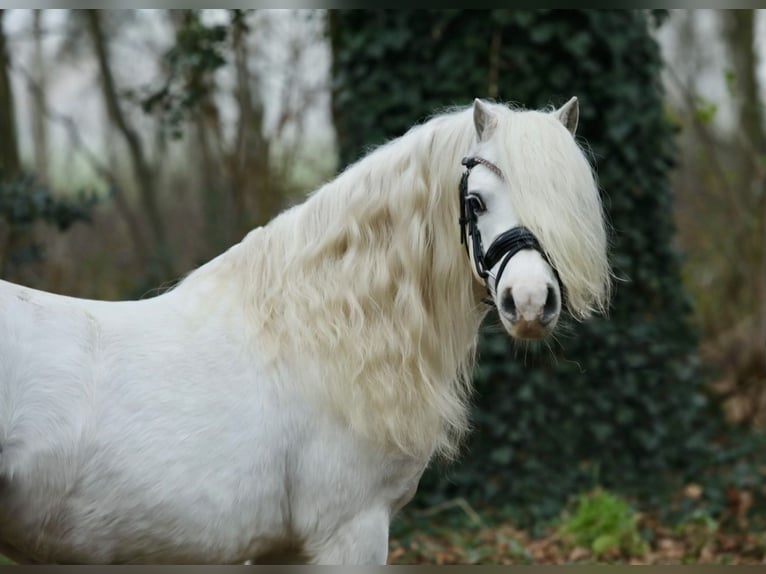 Welsh A (Mountain Pony) Gelding 11 years 11,2 hh Gray in Aalten