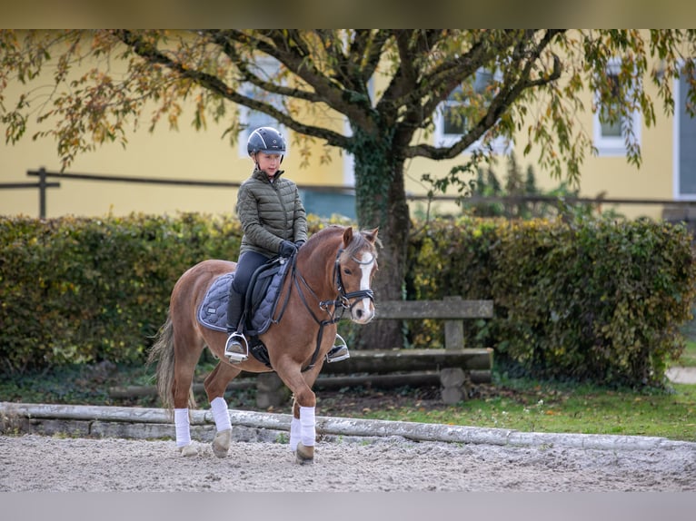 Welsh A (Mountain Pony) Gelding 11 years 11 hh Chestnut-Red in Siegenburg