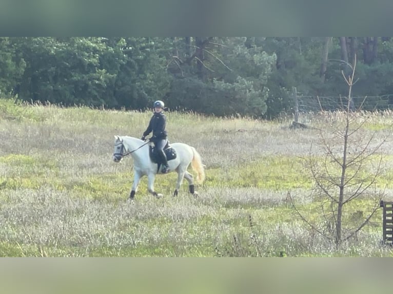 Welsh A (Mountain Pony) Gelding 11 years 12,1 hh Gray in Dresden
