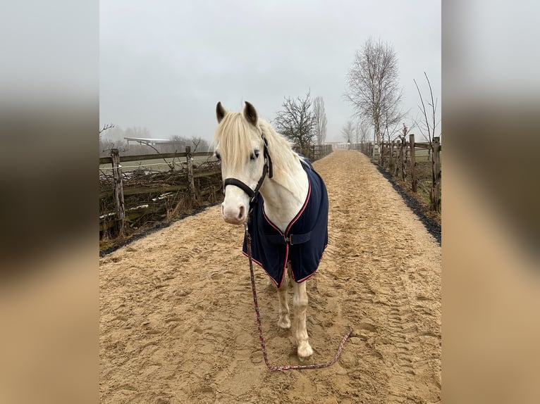 Welsh A (Mountain Pony) Gelding 11 years 12,1 hh Gray in Dresden