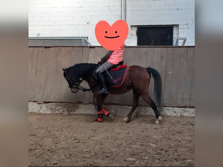 Welsh A (Mountain Pony) Gelding 11 years 12,2 hh Brown in Witten