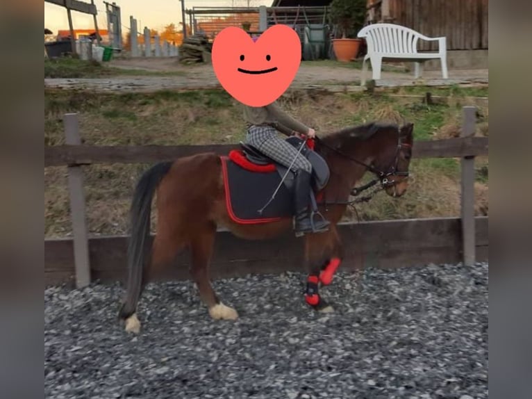 Welsh A (Mountain Pony) Gelding 11 years 12,2 hh Brown in Witten