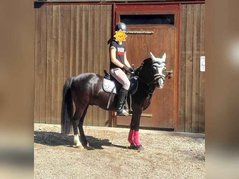 Welsh A (Mountain Pony) Mix Gelding 11 years 12 hh Black in Karlsfeld