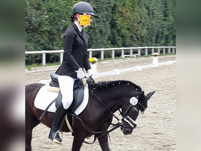 Welsh A (Mountain Pony) Mix Gelding 11 years 12 hh Black in Karlsfeld